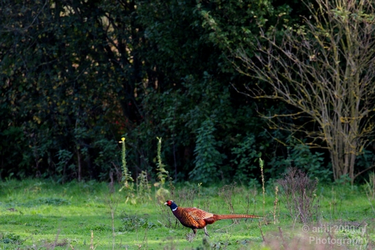 Pheasant_nature_Landscape_Photography_001_Canon_EOS_5D_Mark_IV.JPG