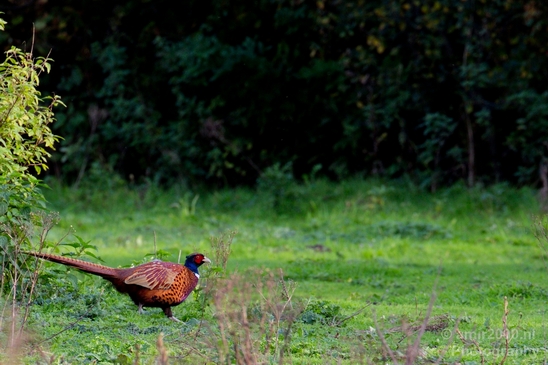 Pheasant_nature_Landscape_Photography_002_Canon_EOS_5D_Mark_IV.JPG