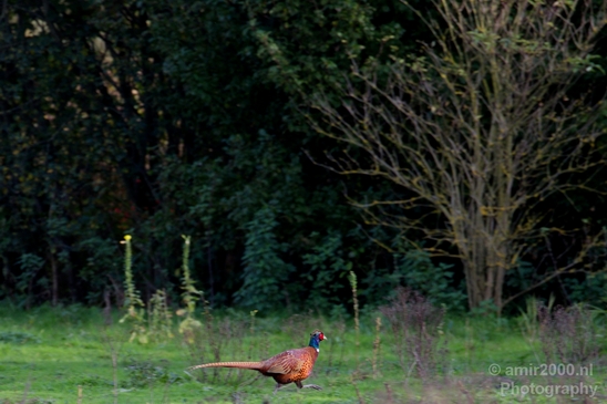 Pheasant_nature_Landscape_Photography_003_Canon_EOS_5D_Mark_IV.JPG