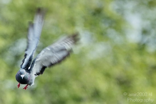 Pigeon_Nature_Landscape_Photography_001_Canon_EOS_7D.JPG