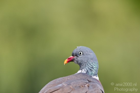 Pigeon_portrait_nature_Landscape_Photography_001_Canon_EOS_5D_Mark_IV.JPG