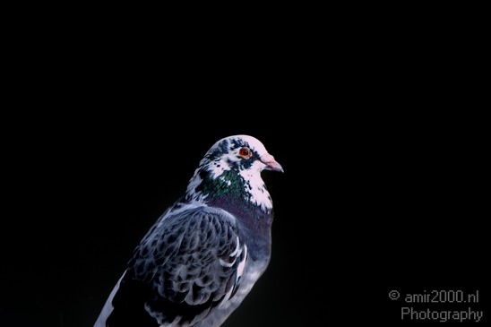 Pigeon_portrait_nature_Landscape_Photography_002_Canon_EOS_5D_Mark_IV.JPG