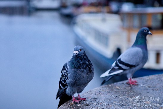 Pigeon_portrait_nature_Landscape_Photography_003_Canon_EOS_5D_Mark_IV.JPG