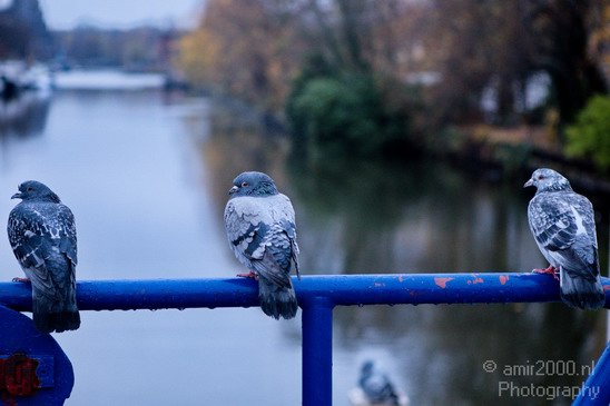 Pigeon_portrait_nature_Landscape_Photography_004_Canon_EOS_5D_Mark_IV.JPG