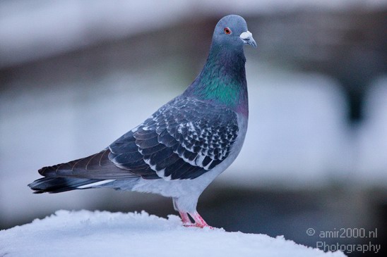Pigeon_portrait_nature_Landscape_Photography_005_Canon_EOS_5D_Mark_IV.JPG