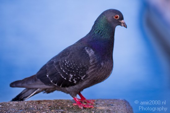 Pigeon_portrait_nature_Landscape_Photography_006_Canon_EOS_5D_Mark_IV.JPG