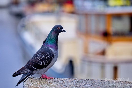 Pigeon_portrait_nature_Landscape_Photography_007_Canon_EOS_5D_Mark_IV.JPG