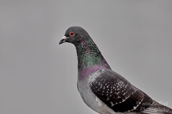 Pigeon_portrait_nature_Landscape_Photography_008_Canon_EOS_5D_Mark_IV.JPG