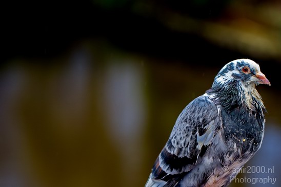 Pigeon_portrait_nature_Landscape_Photography_009_Canon_EOS_5D_Mark_IV.JPG