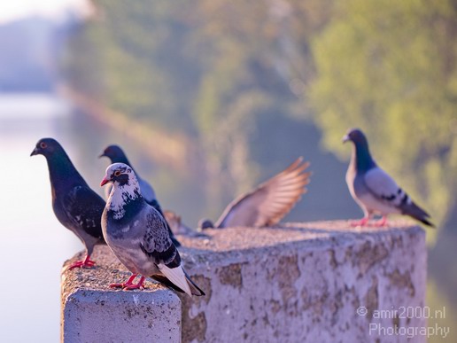 Pigeon_portrait_nature_Landscape_Photography_010_Canon_EOS_5D_Mark_IV.JPG