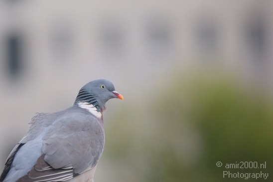 Pigeon_portrait_nature_Landscape_Photography_011_Canon_EOS_5D_Mark_IV.JPG