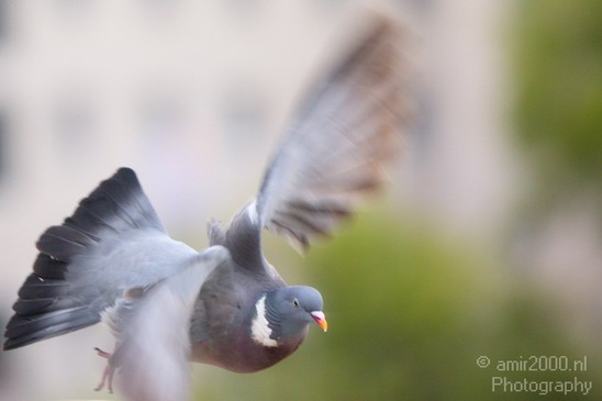 Pigeon_portrait_nature_Landscape_Photography_012_Canon_EOS_5D_Mark_IV.JPG