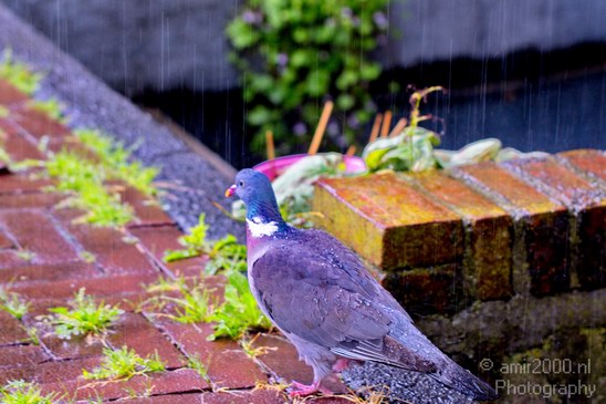 Pigeon_portrait_nature_Landscape_Photography_014_Canon_EOS_5D_Mark_IV.JPG