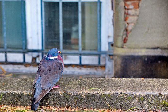 Pigeon_portrait_nature_Landscape_Photography_015_Canon_EOS_5D_Mark_IV.JPG