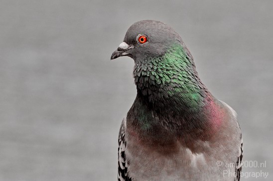 Pigeon_portrait_nature_Landscape_Photography_016_Canon_EOS_5D_Mark_IV.JPG