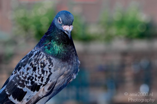 Pigeon_portrait_nature_Landscape_Photography_017_Canon_EOS_5D_Mark_IV.JPG