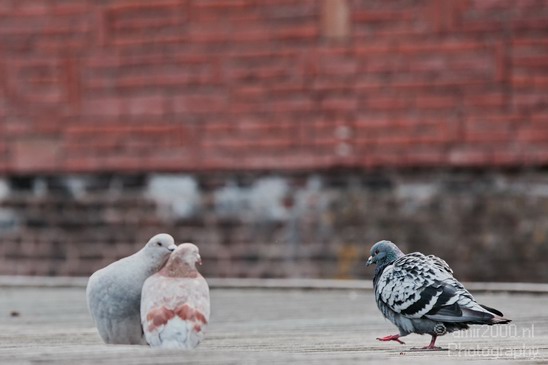 Pigeon_portrait_nature_Landscape_Photography_018_Canon_EOS_5D_Mark_IV.JPG