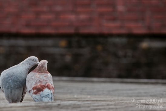 Pigeon_portrait_nature_Landscape_Photography_019_Canon_EOS_5D_Mark_IV.JPG
