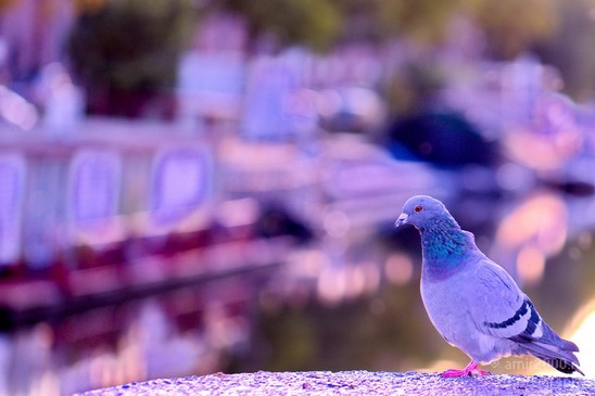 Pigeon_portrait_nature_Landscape_Photography_020_Canon_EOS_5D_Mark_IV.JPG