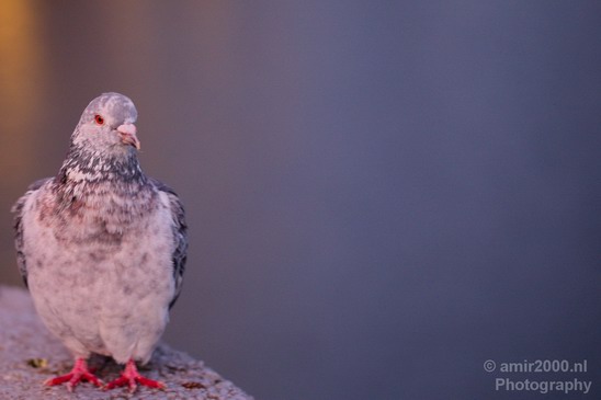 Pigeon_portrait_nature_Landscape_Photography_021_Canon_EOS_5D_Mark_IV.JPG