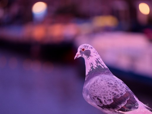 Pigeon_portrait_nature_Landscape_Photography_022_Canon_EOS_5D_Mark_IV.JPG