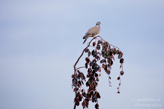 Pigeon_portrait_nature_Landscape_Photography_023_Canon_EOS_5D_Mark_IV.JPG