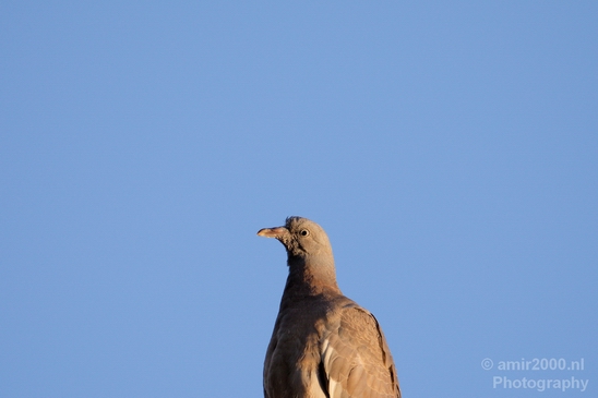 Pigeon_portrait_nature_Landscape_Photography_024_Canon_EOS_5D_Mark_IV.JPG