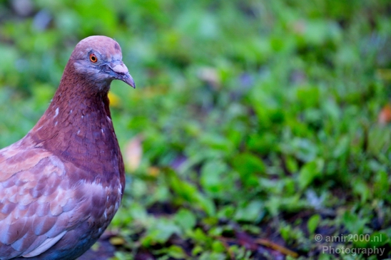 Pigeon_portrait_nature_Landscape_Photography_026_Canon_EOS_5D_Mark_IV.JPG