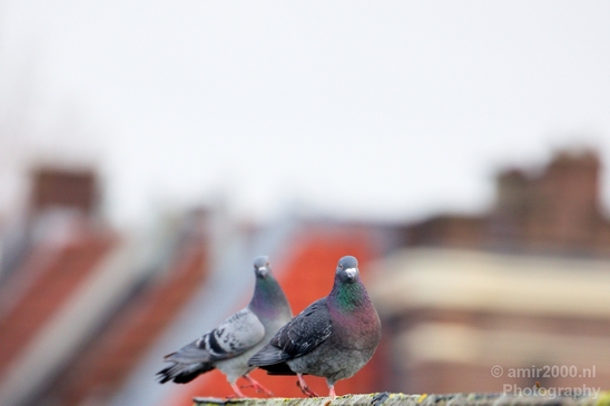 Pigeon_portrait_nature_Landscape_Photography_027_Canon_EOS_5D_Mark_IV.JPG