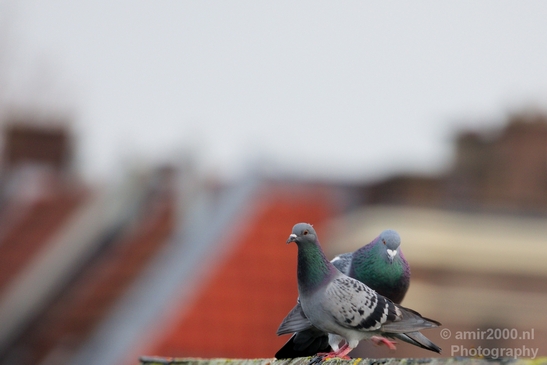 Pigeon_portrait_nature_Landscape_Photography_028_Canon_EOS_5D_Mark_IV.JPG