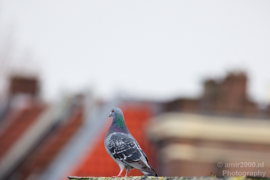 Pigeon_portrait_nature_Landscape_Photography_029_Canon_EOS_5D_Mark_IV.JPG