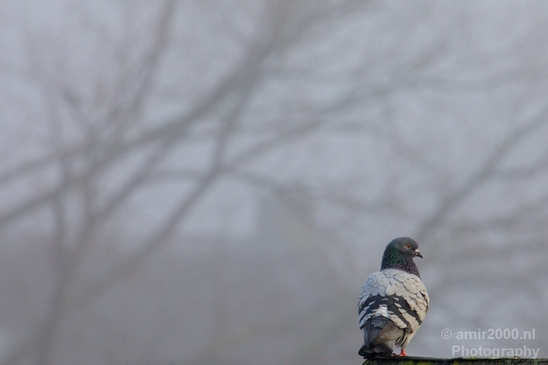 Pigeon_portrait_nature_Landscape_Photography_030_Canon_EOS_5D_Mark_IV.JPG