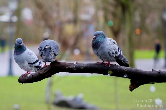 Pigeon_portrait_nature_Landscape_Photography_031_Canon_EOS_5D_Mark_IV.JPG
