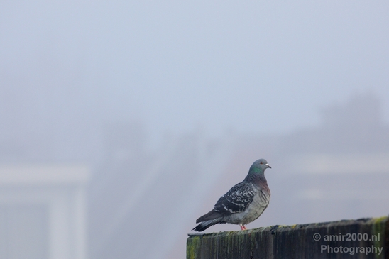 Pigeon_portrait_nature_Landscape_Photography_032_Canon_EOS_5D_Mark_IV.JPG