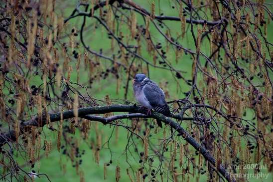 Pigeon_portrait_nature_Landscape_Photography_033_Canon_EOS_5D_Mark_IV.JPG