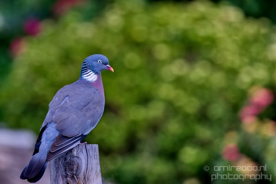 Pigeon_portrait_nature_Landscape_Photography_035_Canon_EOS_5D_Mark_IV.JPG