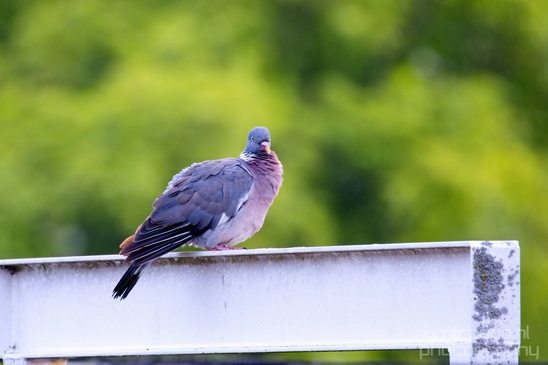 Pigeon_portrait_nature_Landscape_Photography_036_Canon_EOS_5D_Mark_IV.JPG