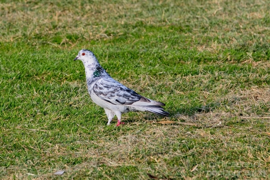 Pigeon_portrait_nature_Landscape_Photography_038_Canon_EOS_5D_Mark_IV.JPG