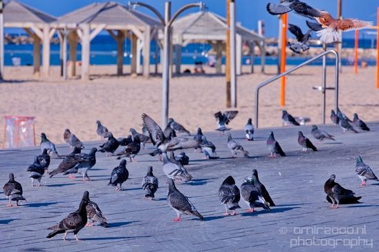 Pigeon_portrait_nature_Landscape_Photography_039_Canon_EOS_5D_Mark_IV.JPG