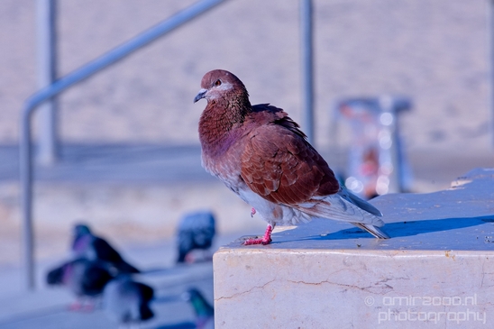 Pigeon_portrait_nature_Landscape_Photography_041_Canon_EOS_5D_Mark_IV.JPG