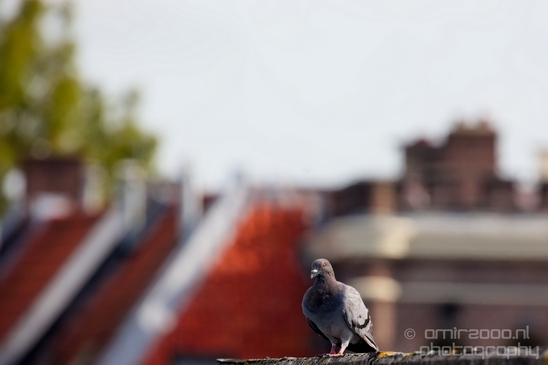 Pigeon_portrait_nature_Landscape_Photography_042_Canon_EOS_5D_Mark_IV.JPG