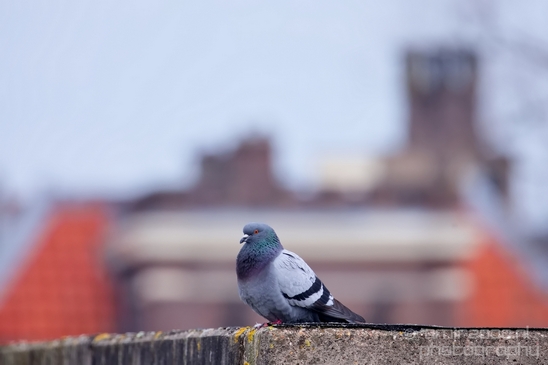 Pigeon_portrait_nature_Landscape_Photography_043_Canon_EOS_5D_Mark_IV.JPG