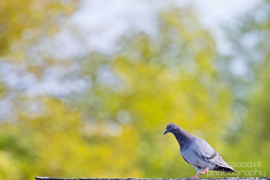 Pigeon_portrait_nature_Landscape_Photography_044_Canon_EOS_5D_Mark_IV.JPG