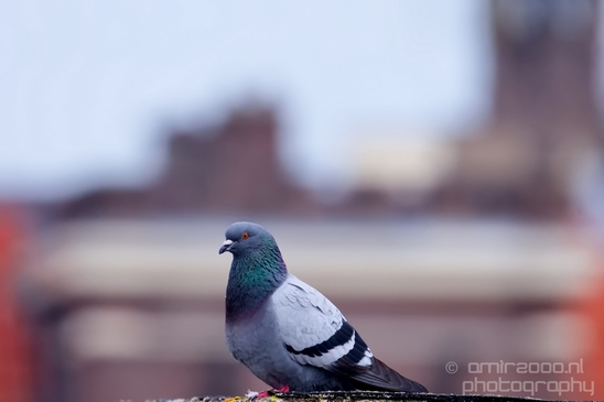Pigeon_portrait_nature_Landscape_Photography_045_Canon_EOS_5D_Mark_IV.JPG