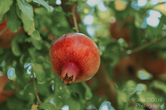 Pomegranate_tree_nature_Landscape_Photography_001_Canon_EOS_7D.JPG