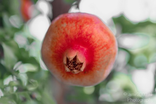 Pomegranate_tree_nature_Landscape_Photography_002_Canon_EOS_7D.JPG