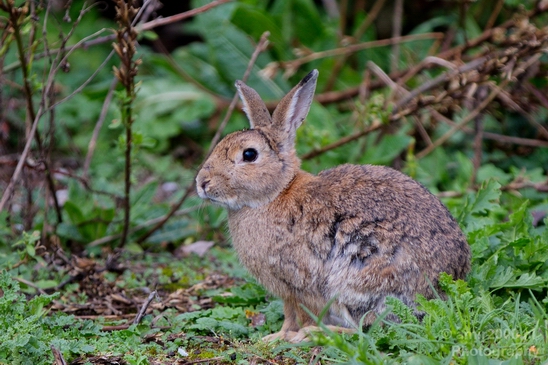 Rabbit_konijn_nature_Landscape_Photography_001_Canon_EOS_5D_Mark_IV.JPG