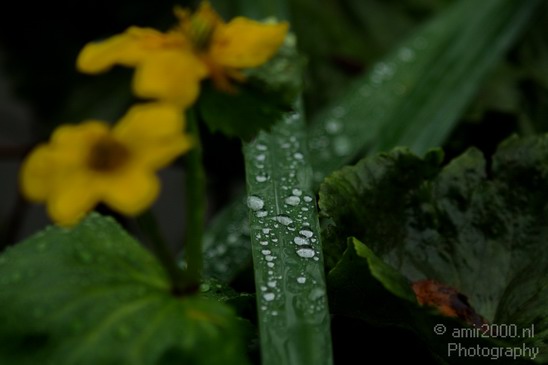Rain_Drops_Nature_Landscape_Photography_001_Canon_EOS_7D.JPG