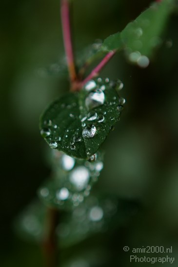 Rain_Drops_Nature_Landscape_Photography_003_Canon_EOS_7D.JPG