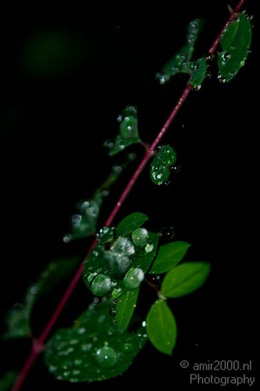 Rain_Drops_Nature_Landscape_Photography_004_Canon_EOS_7D.JPG